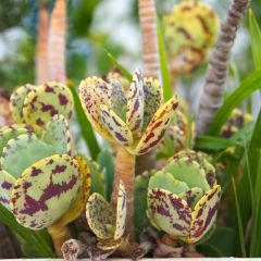 Kalanchoe marmorata - Planta-colher