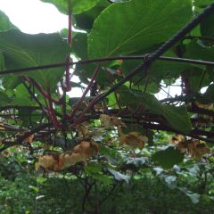 Kiwi Golden Delight fêmea - Actinidia chinensis