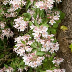 Kolkwitzia amabilis Pink Cloud