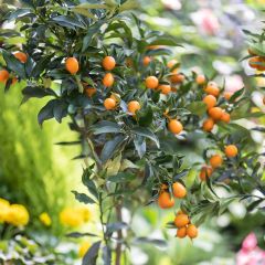 Kumquat Fukushu / Jiangsu