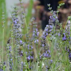 Alfazema Grappenhall - Lavandula intermedia