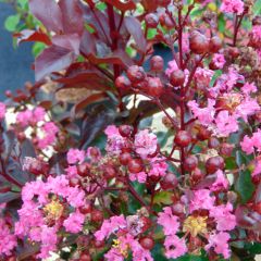 Árvore-de-júpiter Rhapsody in Pink - Lagerstroemia indica
