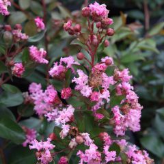 Árvore-de-júpiter Mardi Gras - Lagerstroemia indica