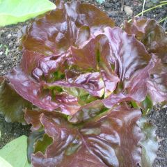 Alface Picholine (vermelha) plantas jovens