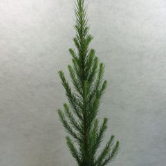 Lariço-do-japão Jakobsen's Pyramid - Larix kaempferi