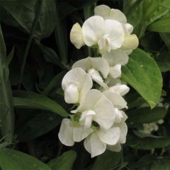 Ervilhaca de folhas largas White Pearl
