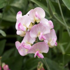 Ervilhaca de folhas largas Pink Pearl
