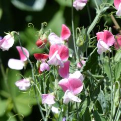 Ervilha de cheiro Cupid Pink em sementes