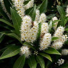 Louro-cereja - Prunus laurocerasus Otto Luyken