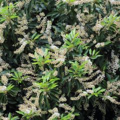 Azereiro Angustifolia