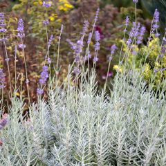 Alfazema-dentada Richard Gray - Lavandula chaytorae