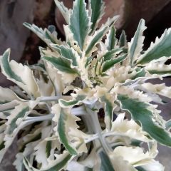 Alfazema-dentada Meerlo - Lavandula latifolia x dentata