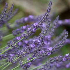 Alfazema Grosso - Lavandula intermedia