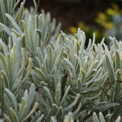 Alfazema Walburton's Silver Edge - Lavandula intermedia