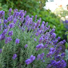 Alfazema Dutch Group - Lavandula intermedia