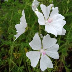Malva arbórea White Angel