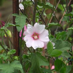 Malva arbórea Barnsley