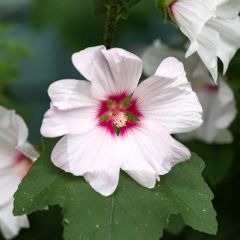 Malva arbórea Blushing Bride