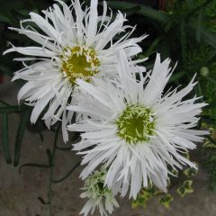 Leucanthemum Aglaia