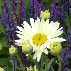 Leucanthemum Banana Cream