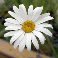 Leucanthemum maximum Etoile d'Anvers
