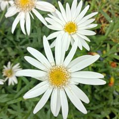 Leucanthemum superbum Christine Hagemann