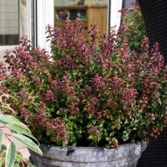 Leucotoe axillaris Twisting Red