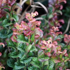 Leucotoe axillaris Curly Red