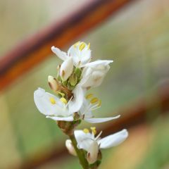 Libértia grandiflora
