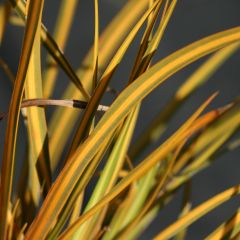 Libértia ixioides Goldfinger