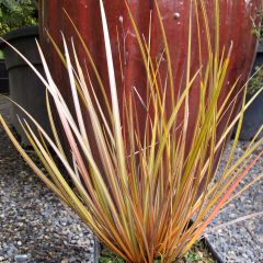 Libértia ixioides Taupo Blaze