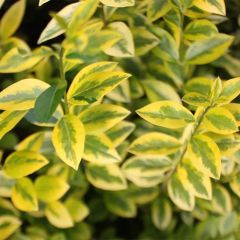 Alfenheiro Aureum - Ligustrum ovalifolium