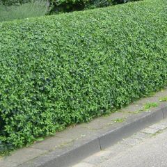 Alfeneiro Lodense - Ligustrum vulgare