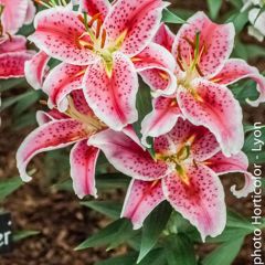 Lírio oriental Stargazer