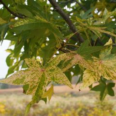 Liquidâmbar styraciflua Aurea