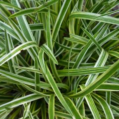 Líriope muscari Gold Banded