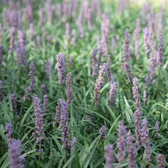 Líriope muscari Ingwersen
