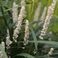 Líriope muscari Monroe White