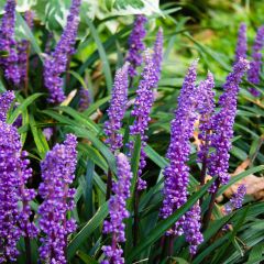 Líriope muscari