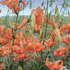 Lírio-tigre splendens - Lilium lancifolium