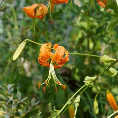 Lírio-de-Henry  - Lilium henryi