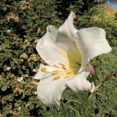 Lírio-real - Lilium regale