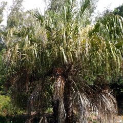Livistona benthamii