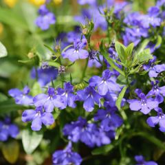 Lobélia erinus Anabel Blue