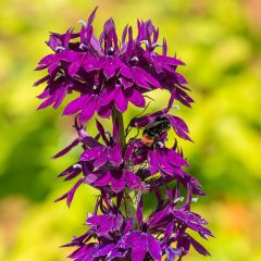 Lobélia gerardii Vedrariensis