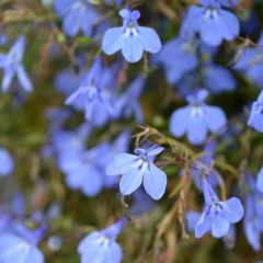 Lobélia erinus Hot Water Blue