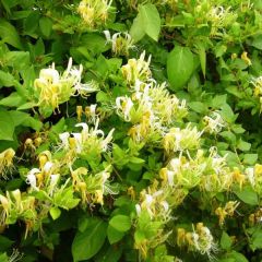 Madressilva-do-japão Hall's Prolific - Lonicera japonica