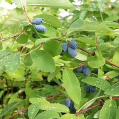 Lonicera caerulea subsp. kamtschatica