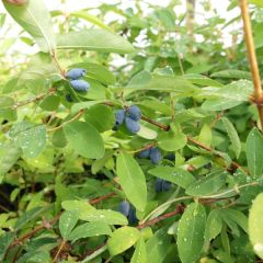 Lonicera kamtschatica Kalinka