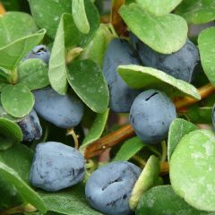 Madressilva-azul Duet - Lonicera caerulea